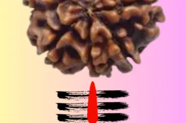 7 mukhi rudraksha