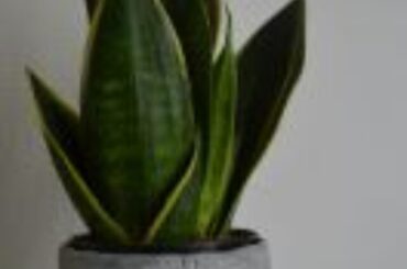 Snake plant direction as per vastu