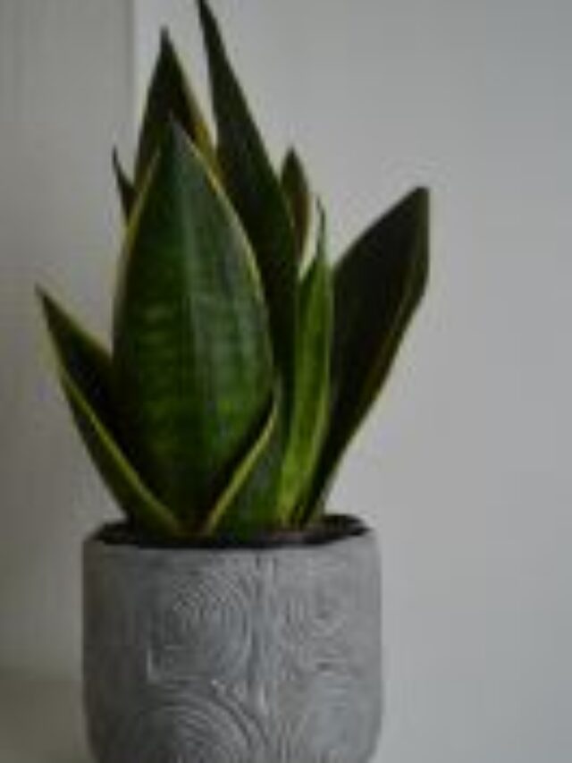 Janiye khaa hona chahiye Snake plant direction as per vastu